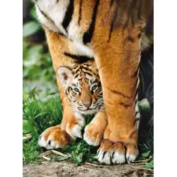 Пъзел 500 части Bengal Tiger Cub Клементони Clementoni 35046