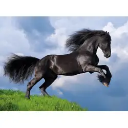 Пъзел 500 части Кон Friesian Black Horse Клементони Clementoni 35071